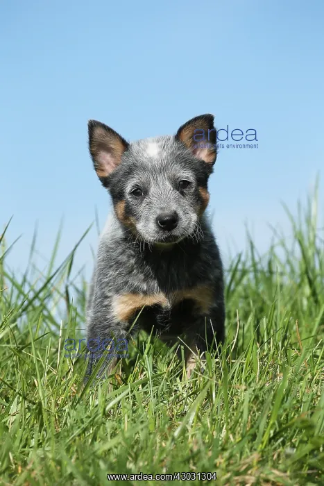  : Australian Cattle Dog puppy outdoors