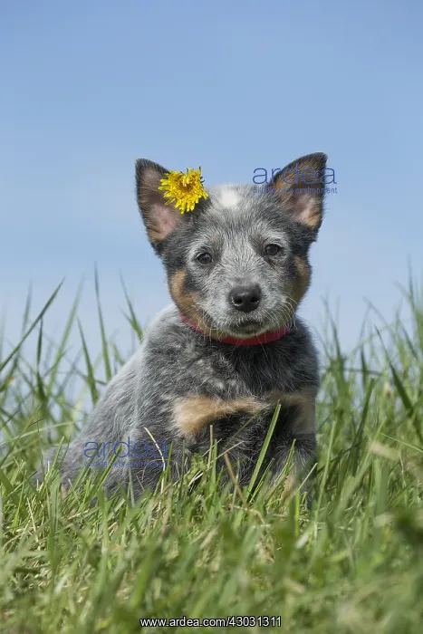  : Australian Cattle Dog puppy outdoors