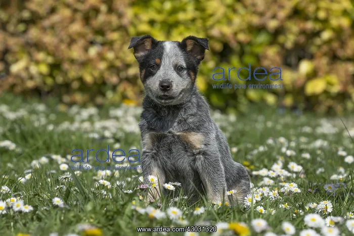  : Australian Cattle Dog puppy outdoors