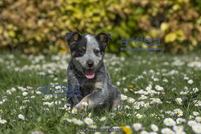  : Australian Cattle Dog puppy outdoors