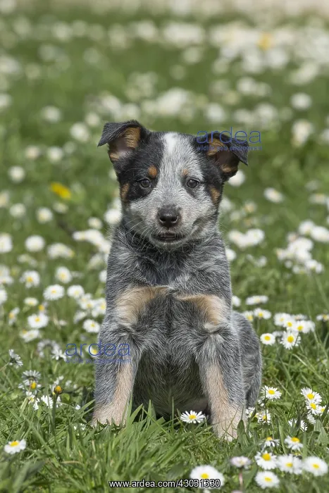  : Australian Cattle Dog puppy outdoors