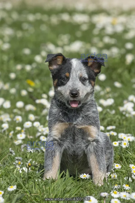  : Australian Cattle Dog puppy outdoors