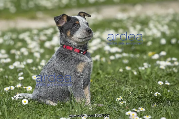  : Australian Cattle Dog puppy outdoors
