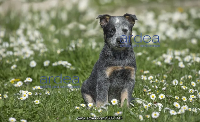  : Australian Cattle Dog puppy outdoors