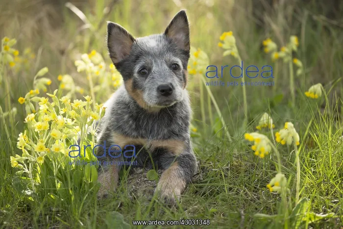  : Australian Cattle Dog puppy outdoors