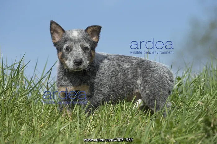  : Australian Cattle Dog puppy outdoors