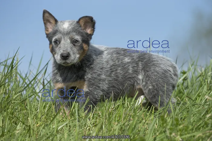  : Australian Cattle Dog puppy outdoors
