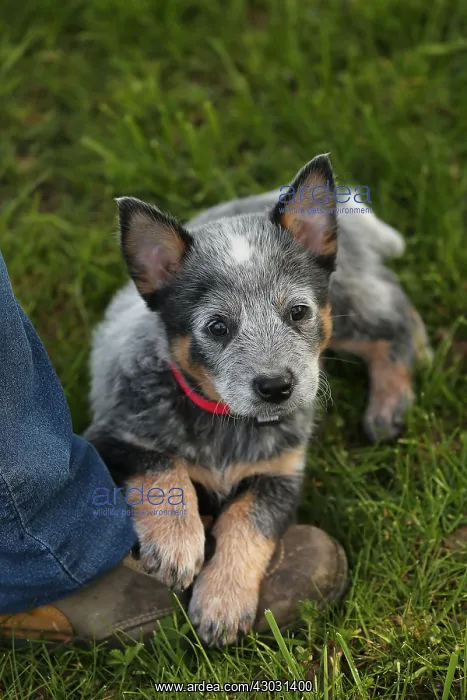  : Australian Cattle Dog puppy outdoors