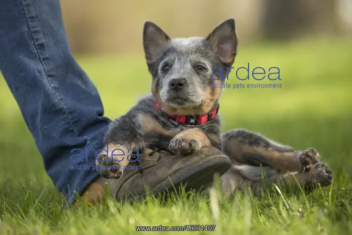  : Australian Cattle Dog puppy outdoors
