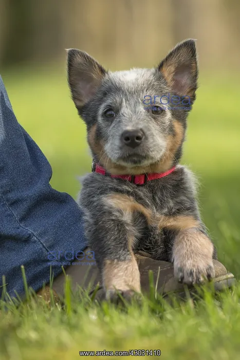  : Australian Cattle Dog puppy outdoors