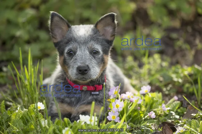  : Australian Cattle Dog puppy outdoors