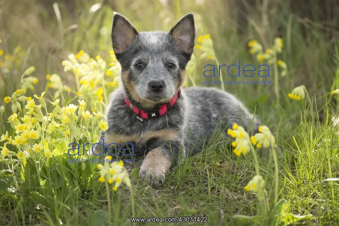 : Australian Cattle Dog puppy outdoors