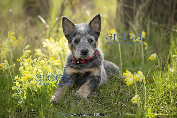  : Australian Cattle Dog puppy outdoors