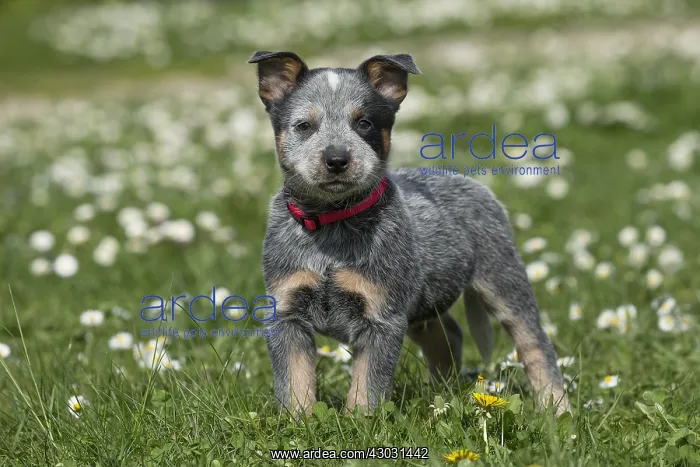  : Australian Cattle Dog puppy outdoors