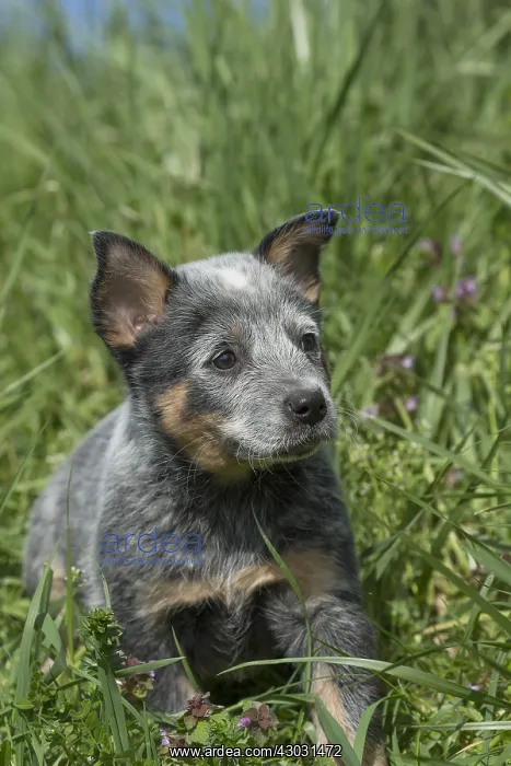  : Australian Cattle Dog puppy outdoors