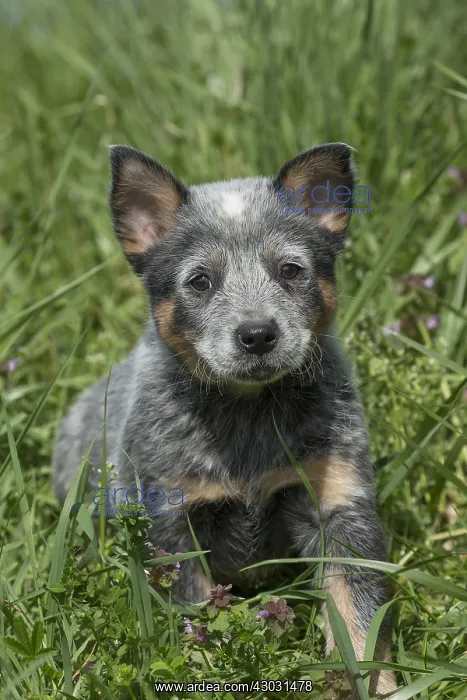  : Australian Cattle Dog puppy outdoors