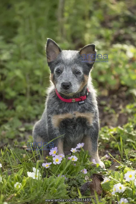  : Australian Cattle Dog puppy outdoors