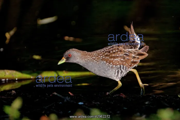 : Australian Crake / Australian Spotted Crake : Australian Crake / Australian Spotted Crake