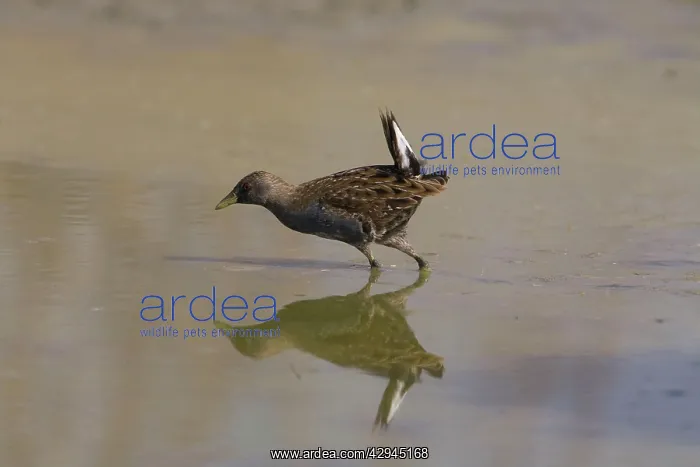 : Australian Crake / Spotted Crake : Australian Crake / Spotted Crake