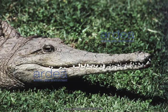 : Australian Crocodile : Australian Crocodile