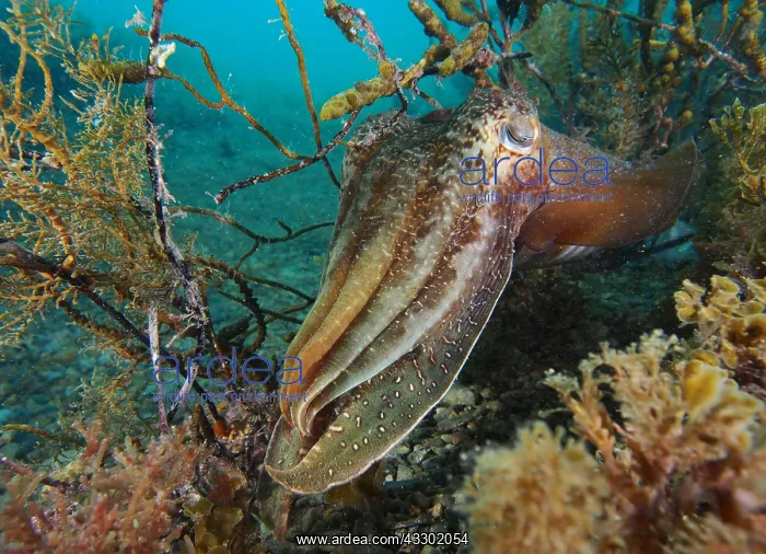 : Australian cuttlefish (Sepia apama) hiding in t : Australian cuttlefish (Sepia apama) hiding in t