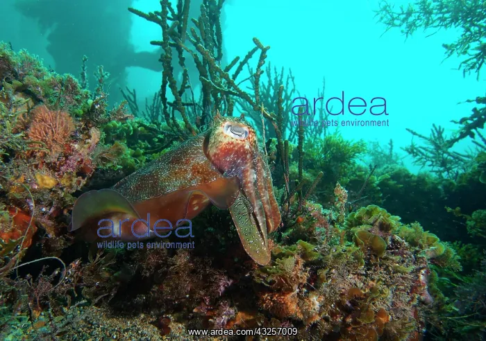 : Australian cuttlefish (Sepia apama) looking on : Australian cuttlefish (Sepia apama) looking on
