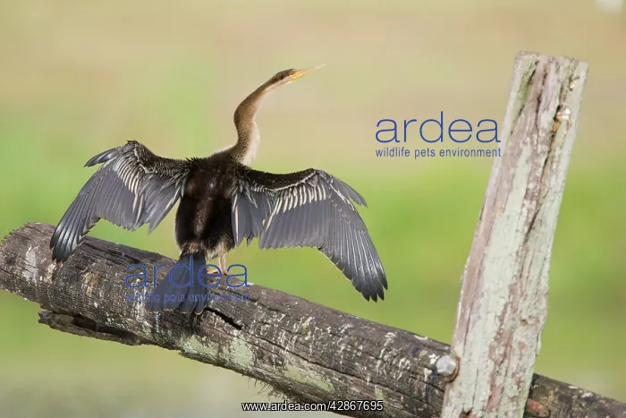  : Australian Darter - With wings open to dry after swimming