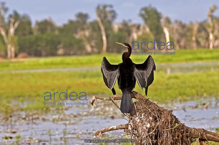 : Australian Darter, Yellow Waters, Kakadu : Australian Darter, Yellow Waters, Kakadu