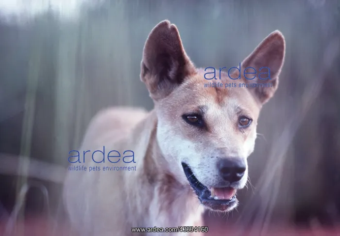 : AUSTRALIAN DINGO - close-up of head : AUSTRALIAN DINGO - close-up of head