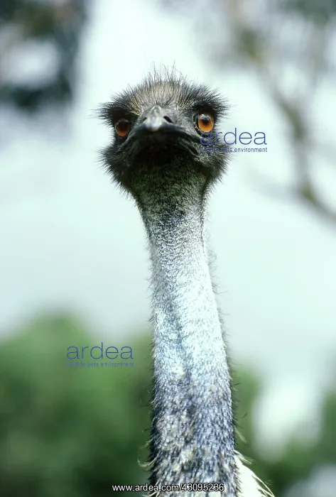 : Australian Emu : Australian Emu