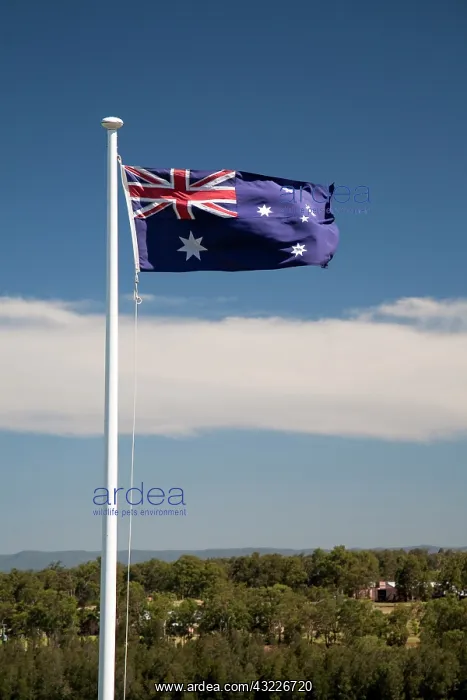 : Australian flag flapping in wind, New South : Australian flag flapping in wind, New South