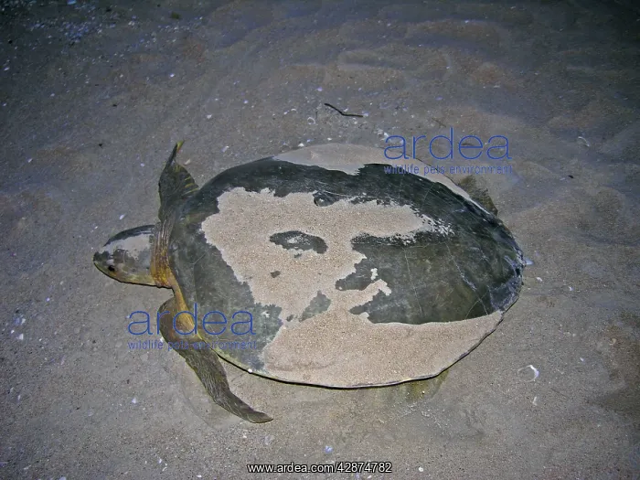 : Australian Flatback Turtle : Australian Flatback Turtle