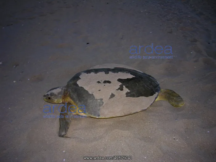 : Australian Flatback Turtle - female : Australian Flatback Turtle - female