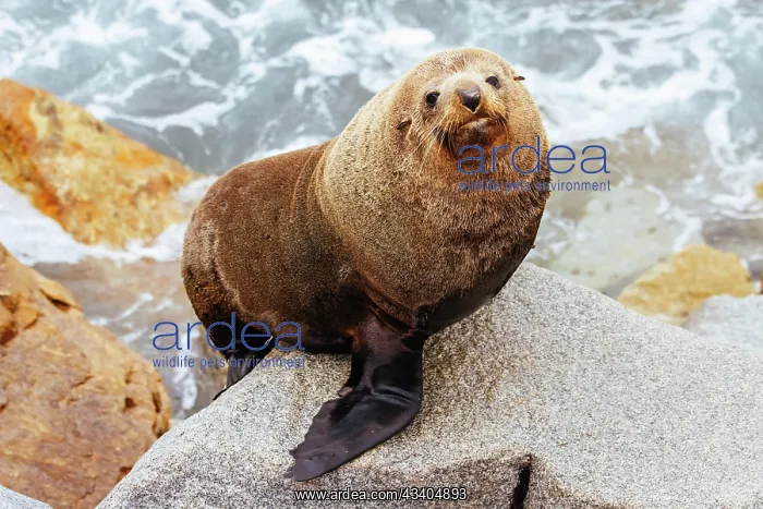 : An Australian Fur Seal basks in the sun on rocks : An Australian Fur Seal basks in the sun on rocks