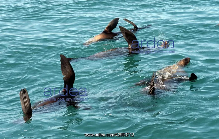 : Australian Fur Seal - elevating flippers to asbsorb the heat : Australian Fur Seal - elevating flippers to asbsorb the heat