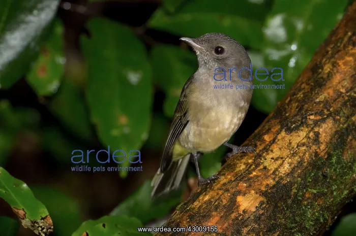 : Australian Golden Whistler : Australian Golden Whistler