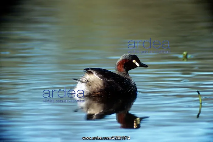 : Australian Grebe : Australian Grebe