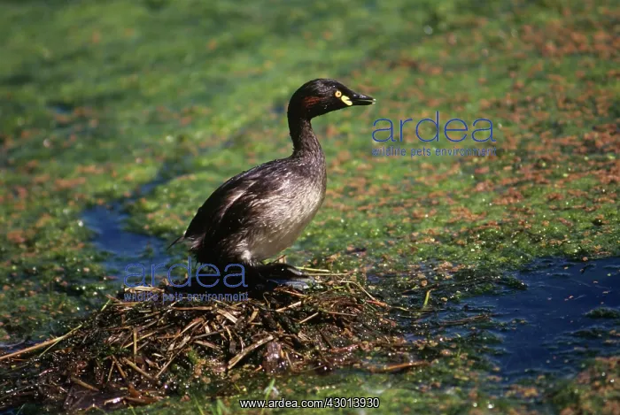 : Australian Grebe : Australian Grebe