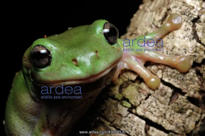 : Australian Green Treefrog (Litoria caerulea) : Australian Green Treefrog (Litoria caerulea)