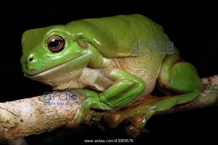 : Australian Green Treefrog (Litoria caerulea) : Australian Green Treefrog (Litoria caerulea)