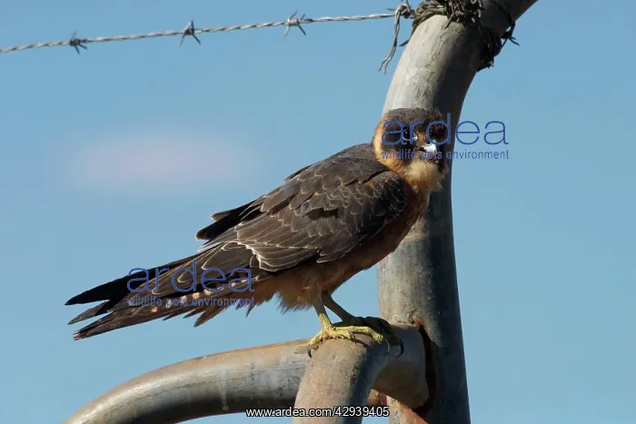 : Australian Hobby : Australian Hobby