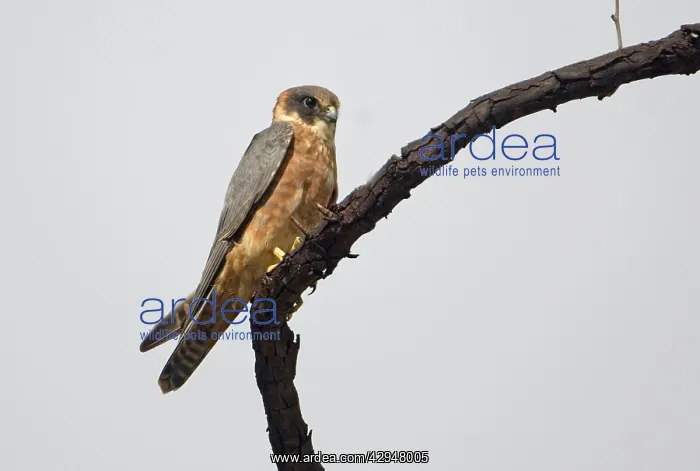 : Australian Hobby : Australian Hobby