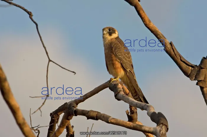 : Australian Hobby : Australian Hobby
