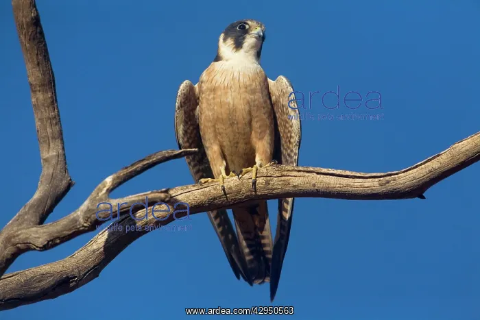 : Australian Hobby - Perched on branch : Australian Hobby - Perched on branch