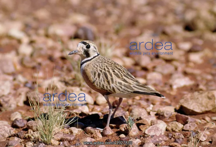  : Australian  /  Inland Dotterel