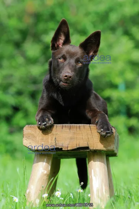  : Australian Kelpie, chocolate coloured, lying on