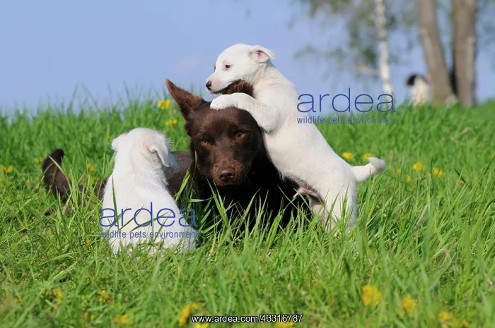 : Australian Kelpie, chocolate coloured, with Parson : Australian Kelpie, chocolate coloured, with Parson