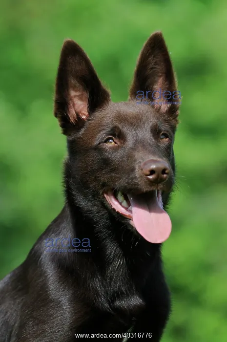 : Australian Kelpie, chocolate coloured, portrait : Australian Kelpie, chocolate coloured, portrait
