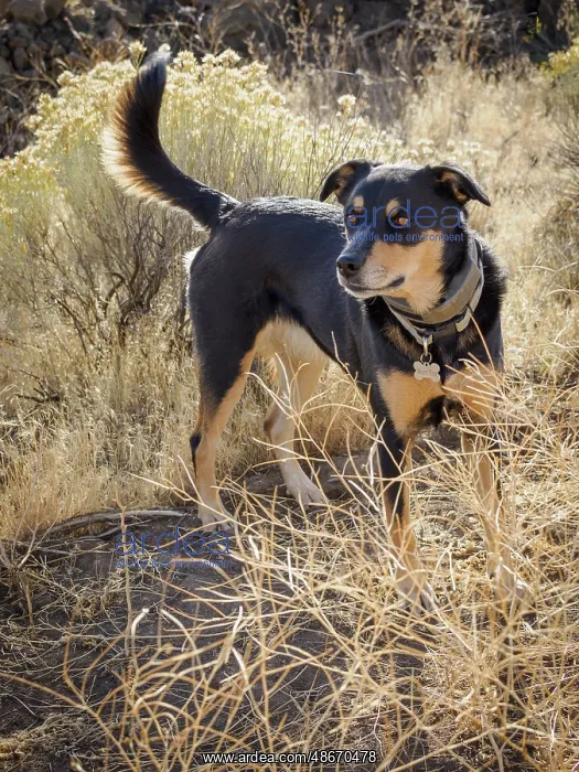 : Australian Kelpie dog : Australian Kelpie dog