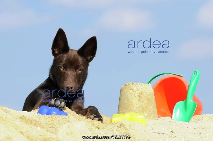 : Australian Kelpie puppy, chocolate coloured, lying : Australian Kelpie puppy, chocolate coloured, lying